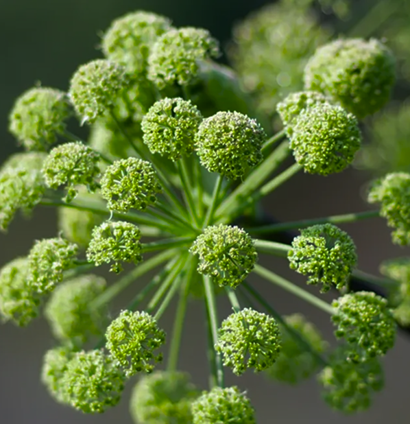 Angelica Root