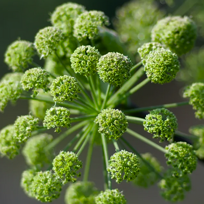 Angelica Root