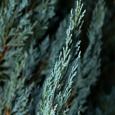 Blue Cypress