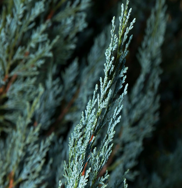 Blue Cypress