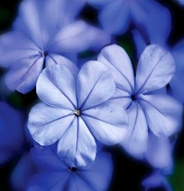 Blue Yarrow