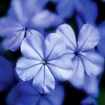 Blue Yarrow