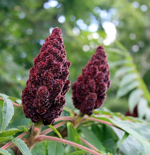 Sumac Berry Powder