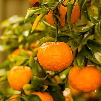 Mandarin Orange