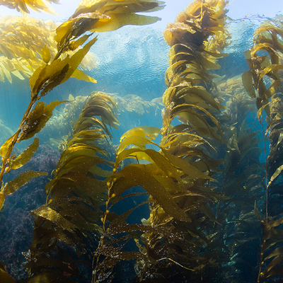 Seaweed