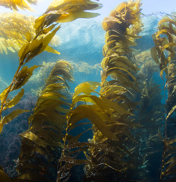 Seaweed