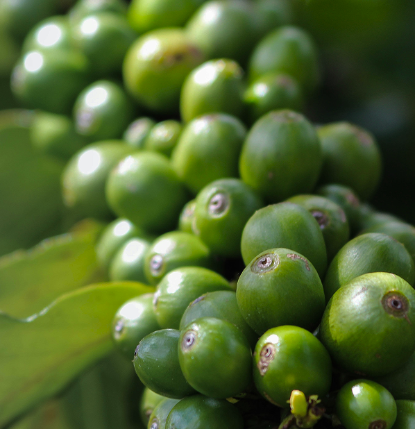 Green Coffee