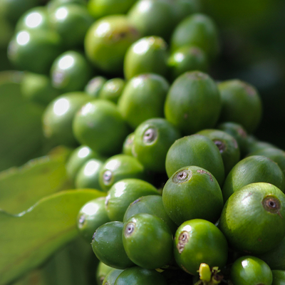 Green Coffee