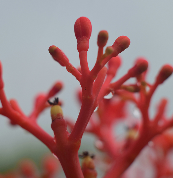Ginseng