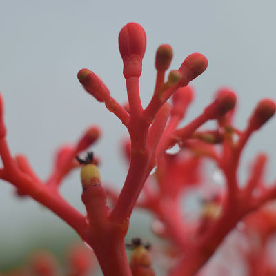 Ginseng