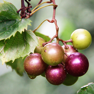 Muscadine