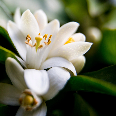 Neroli
