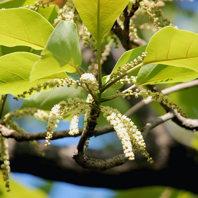 Triphala Powder