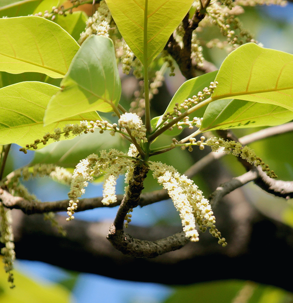 Triphala Powder