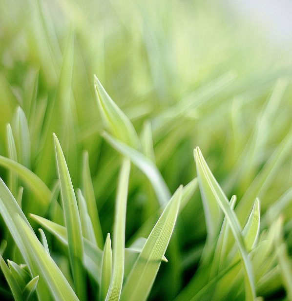 Lemongrass / Lemon
