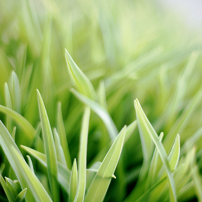 Lemongrass / Lemon