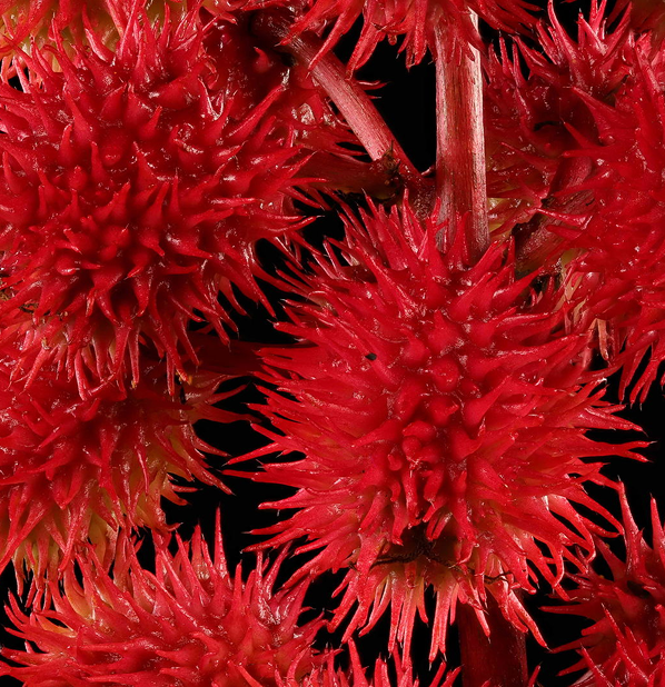 Castor Oil