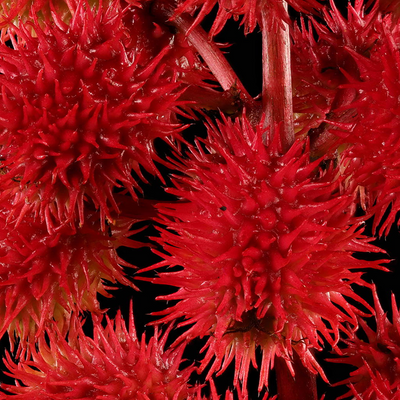 Castor Oil