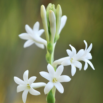 Tuberose