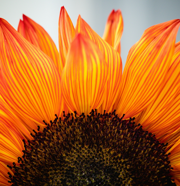 Sunflower Lecithin