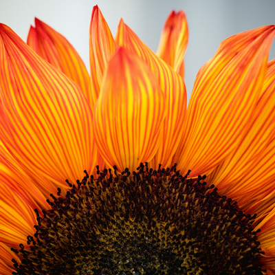 Sunflower Lecithin