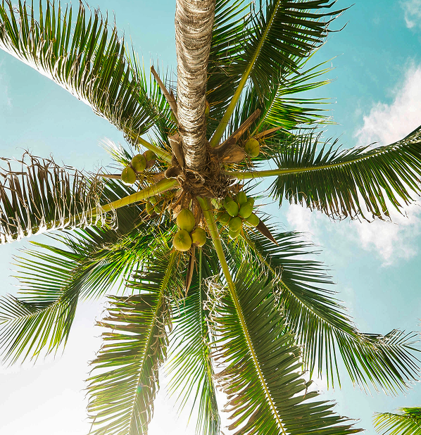 Organic Coconut Oil