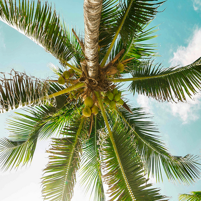 Organic Coconut Oil