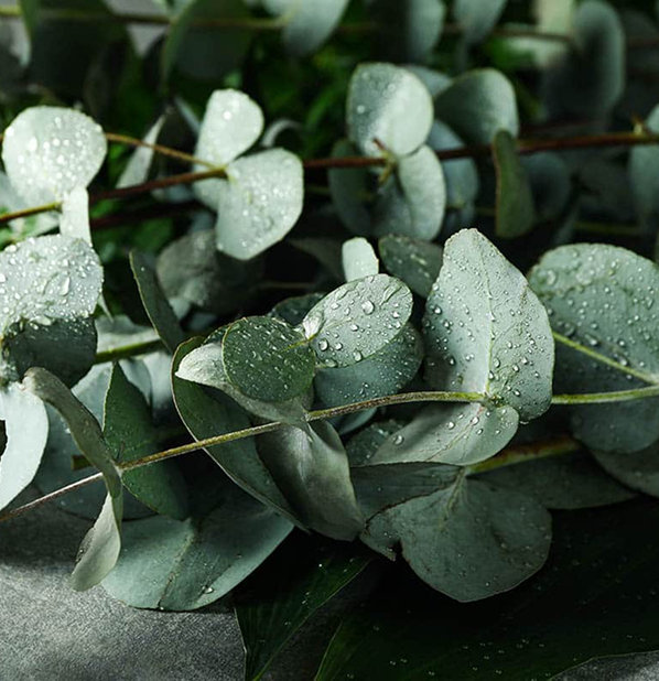 Eucalyptus