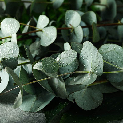 Eucalyptus