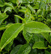Tea Tree