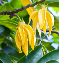 Ylang Ylang