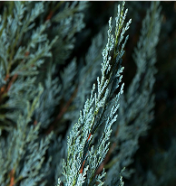 Blue Cypress