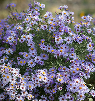 Blue Chamomile