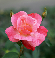 Rose Otto
