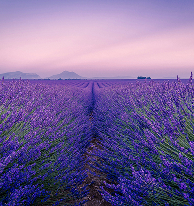 Lavender