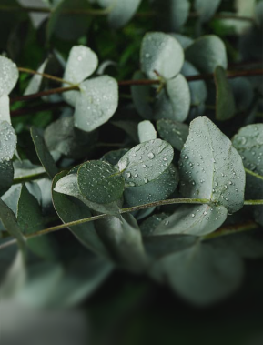 Skin Barrier and Protective Function
