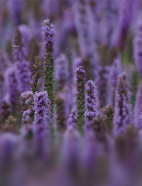 Antibacterial, Antifungal and Antimicrobial